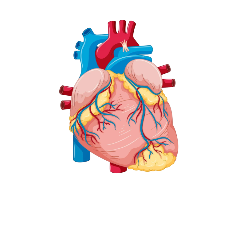human-internal-organ-with-heart(1)