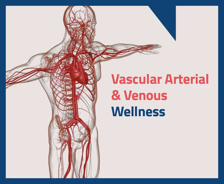 Vascular-Arterial-Venous-Wellness